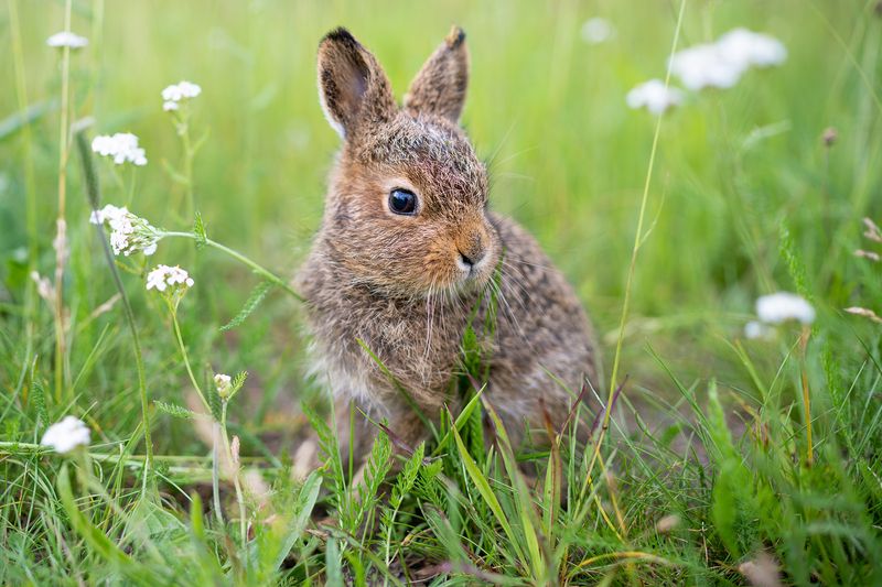 Зайчонок фото превью