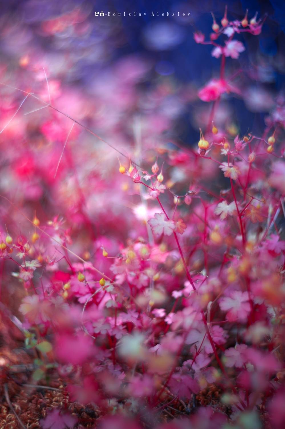 pink,nature,flowers,dark,lihgt,bokeh,exterior,, Алексиев Борислав