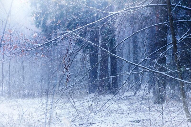 лес, снег В зимнем лесу фото превью