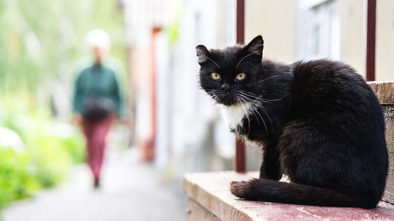 Кот фото превью