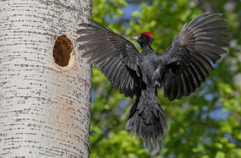 желна, дятел, птицы, весна, лето, фотоохота Домой фото превью