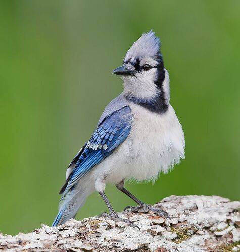 Blue Jay - Голубая сойка