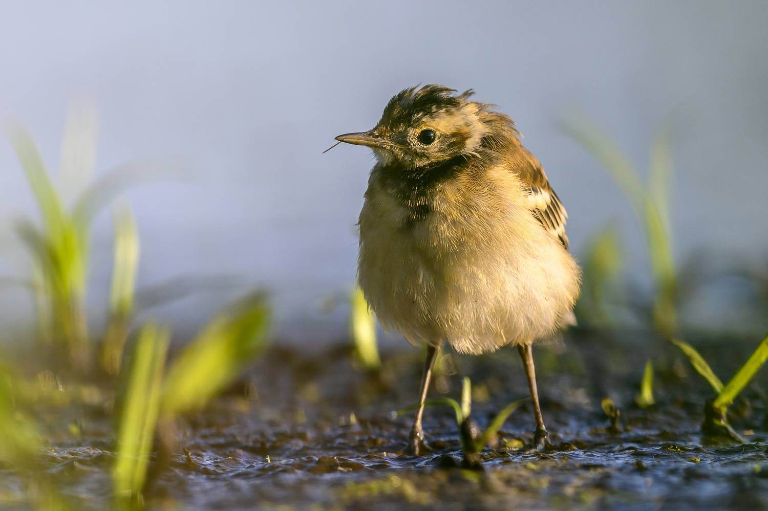 , Пупонин Сергей