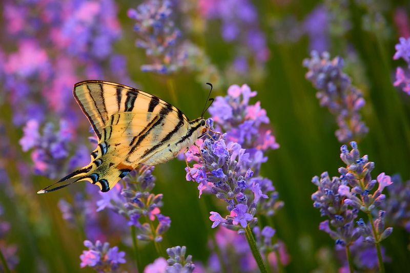 Life in lavender fields фото превью