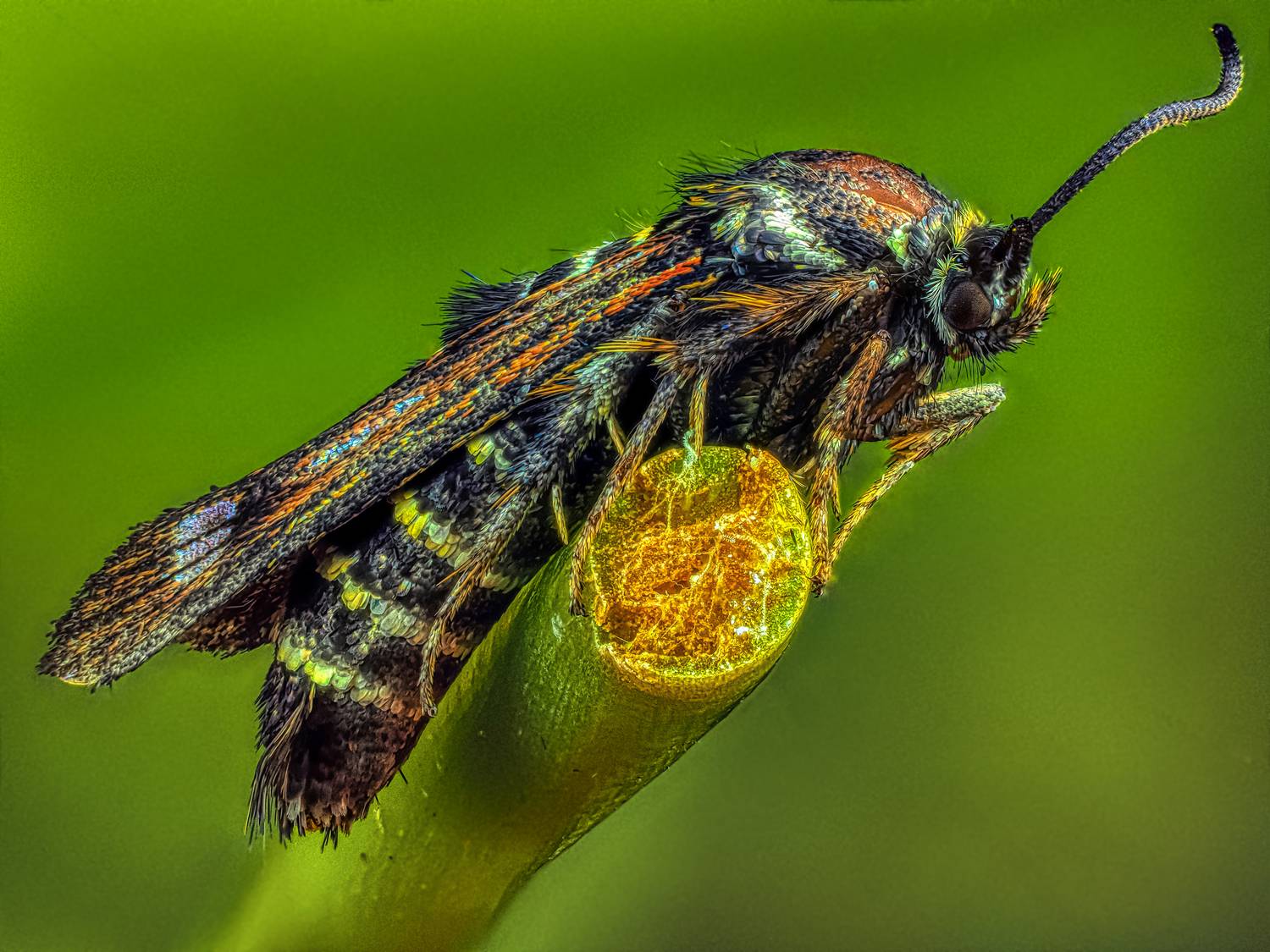 , Олег Савицкий