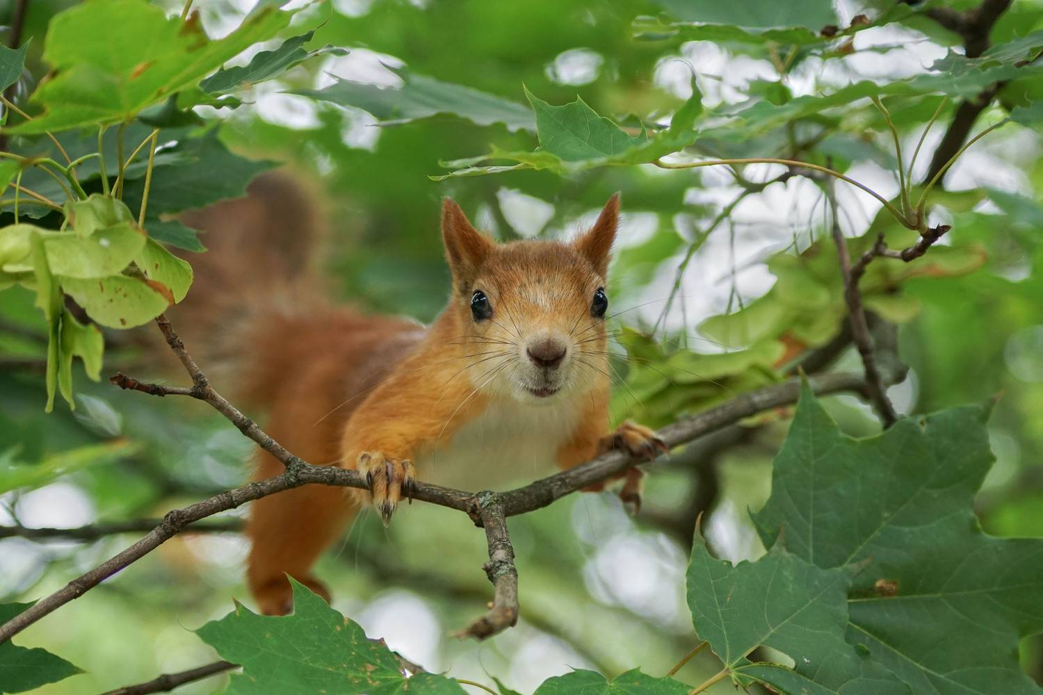 Белка, Чепленко Алексей