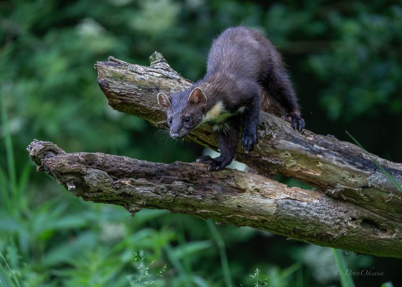 лесная, куница, pine, marten, predators, хищники, wild, animals, дикие, животные Рано утром в лесу фото превью