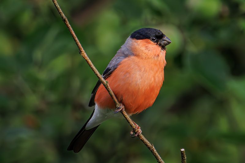 Июньский снегирь фото превью