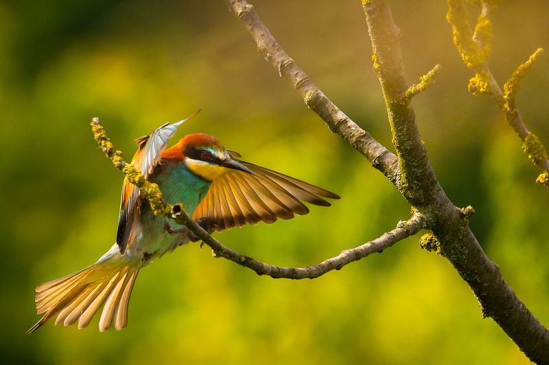 Včelař фото превью