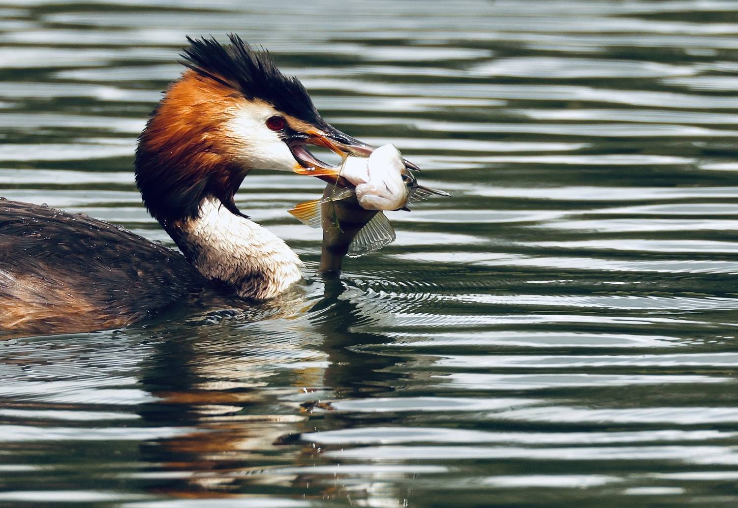 , Голубков Леонид