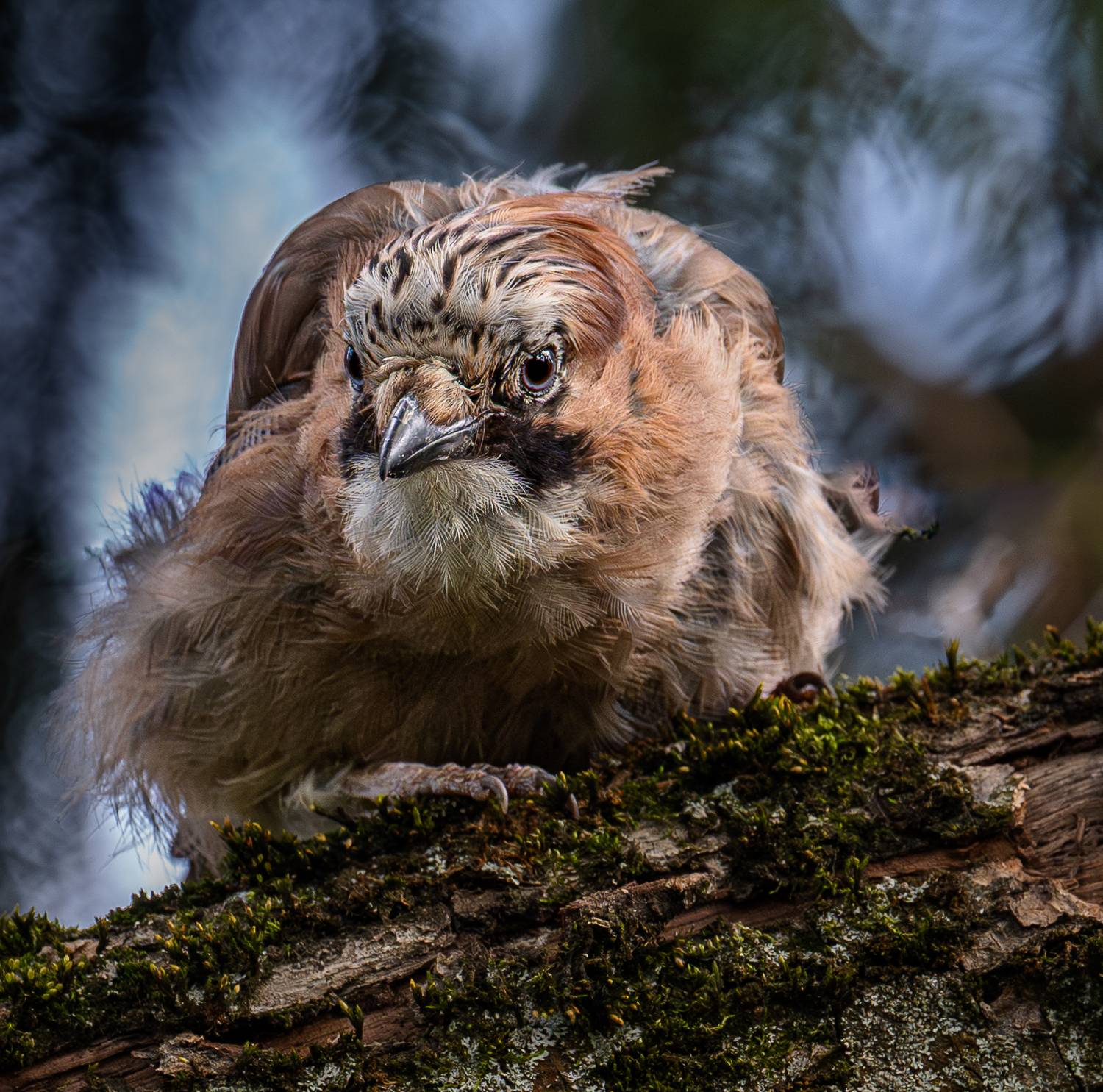 , Курлянцев Алексей