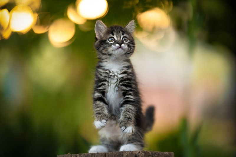 «Их помнят только фото» фото превью