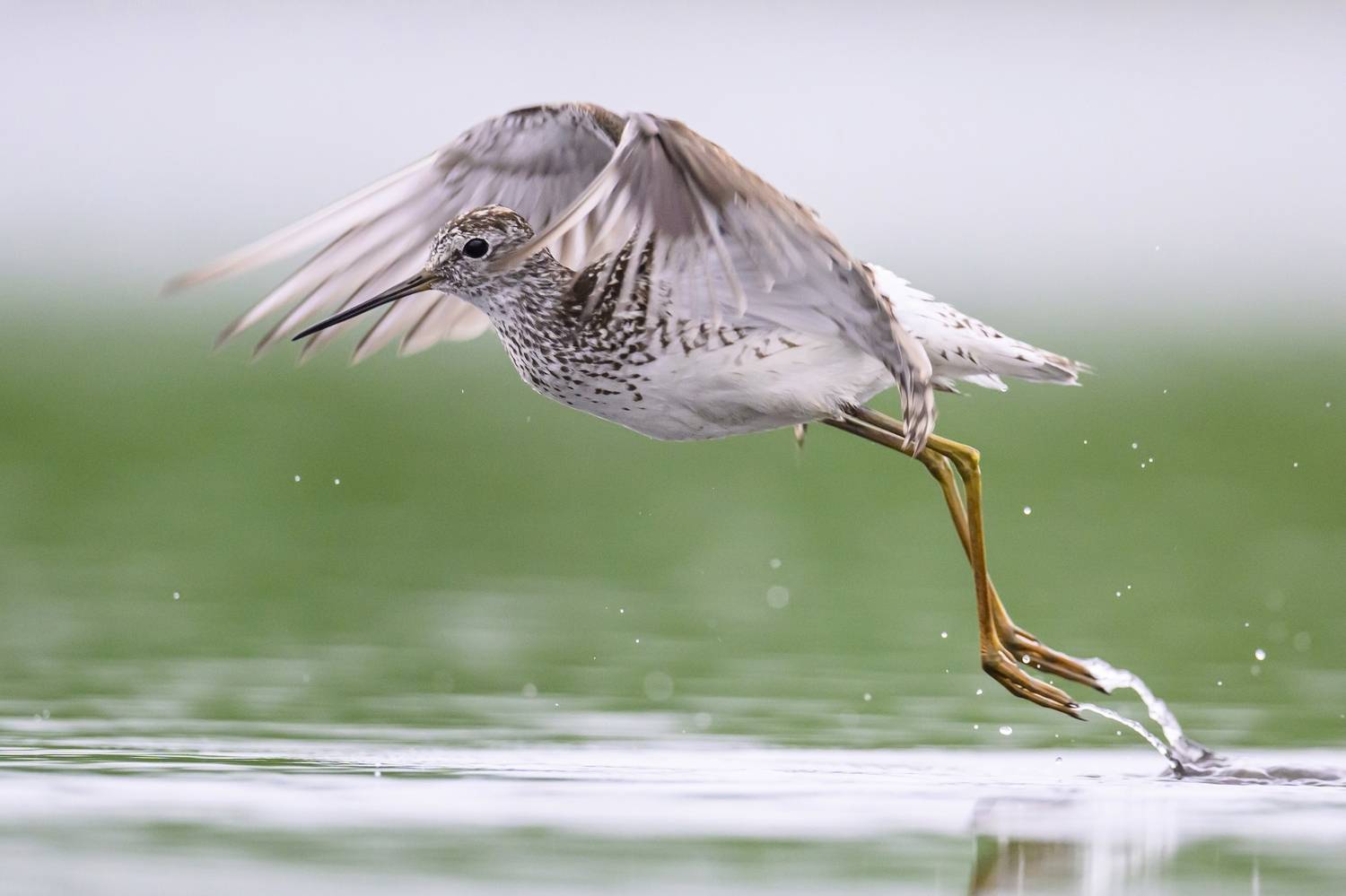 , Пупонин Сергей