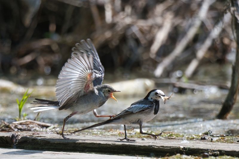 Родительские хлопоты фото превью