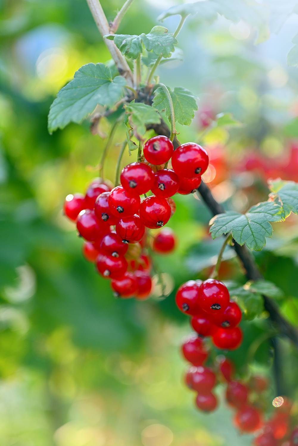 , Калёв Сергей