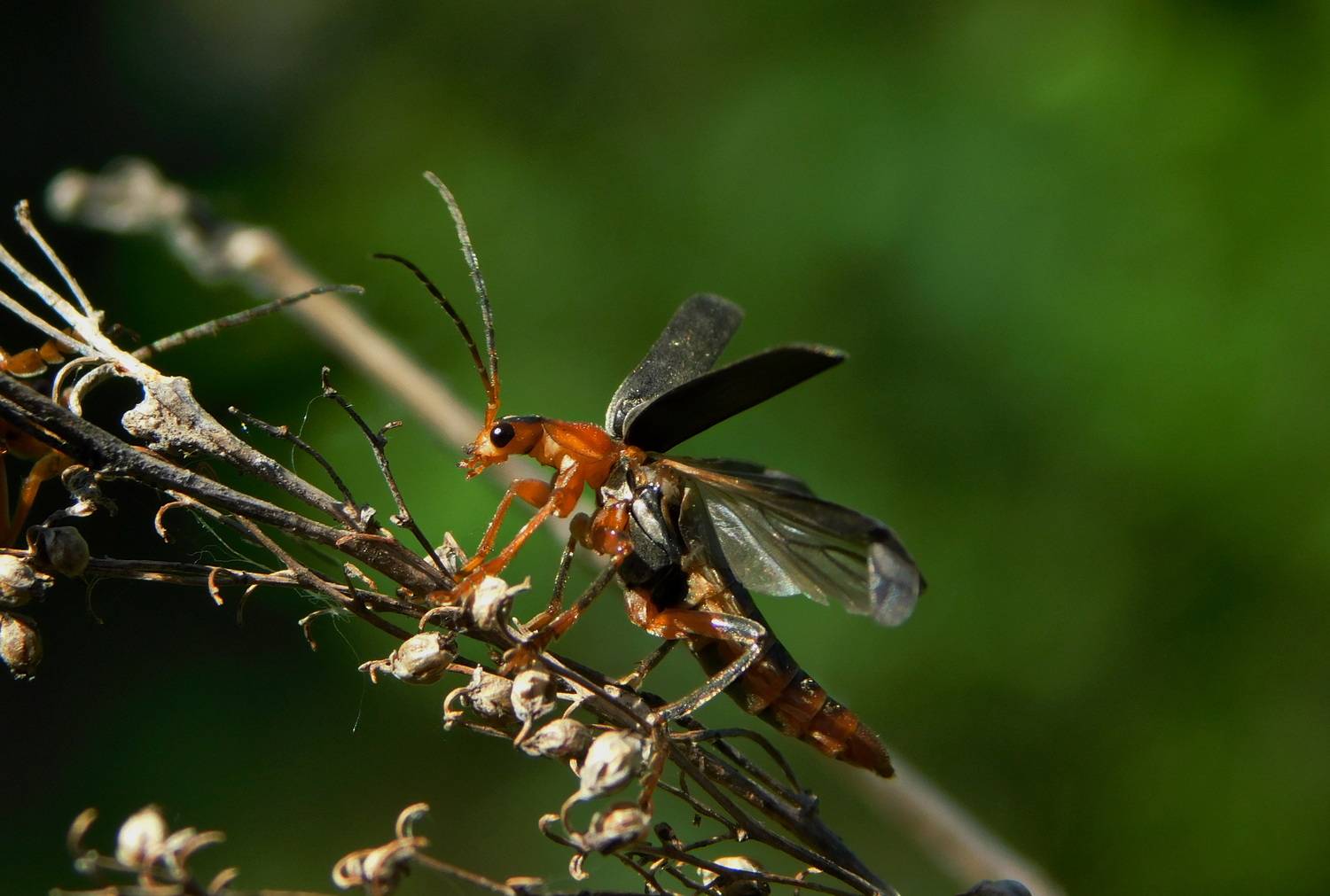 , Сергей Чеченов
