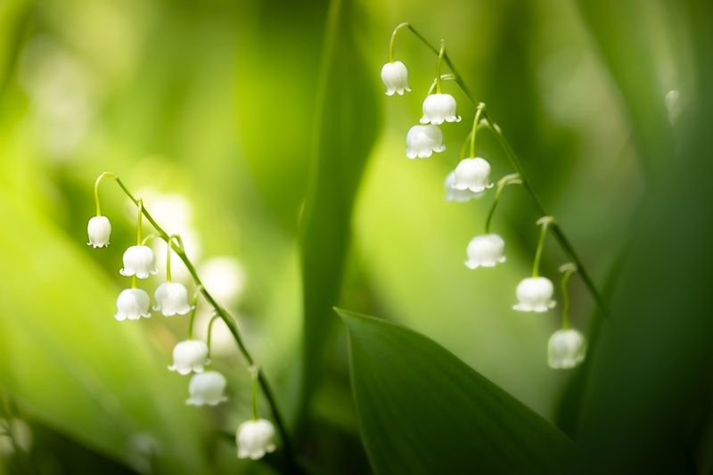Ландыш фото превью