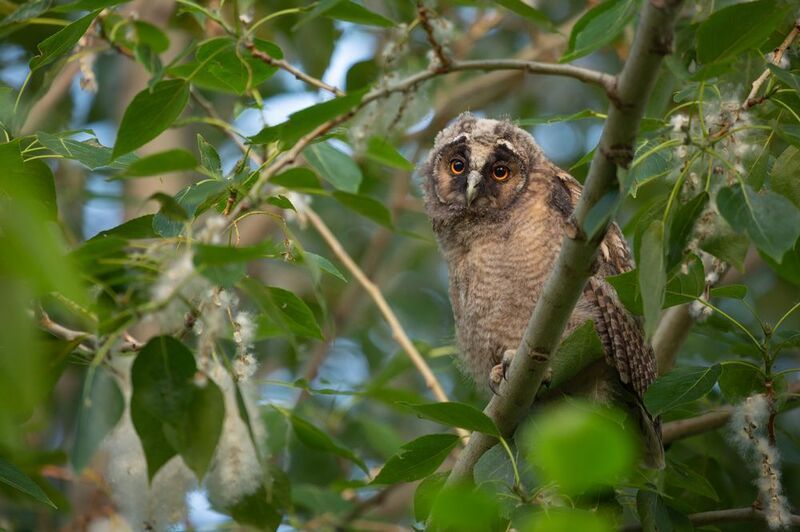 ушастая сова, слеток, пух Ушастик фото превью