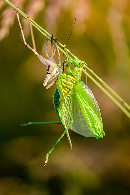 Grasshopper фото превью