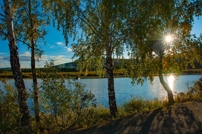 И блещет озеро среди стволов берёз фото превью