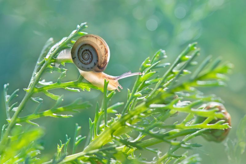 *Прохладное утро фото превью