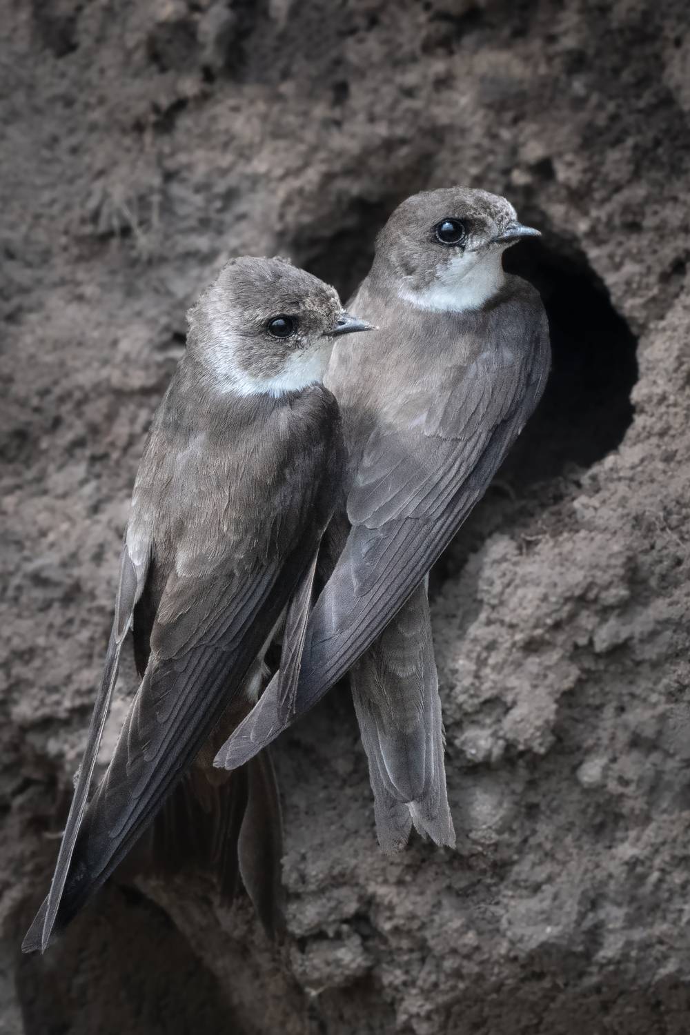 , Проценко Татьяна