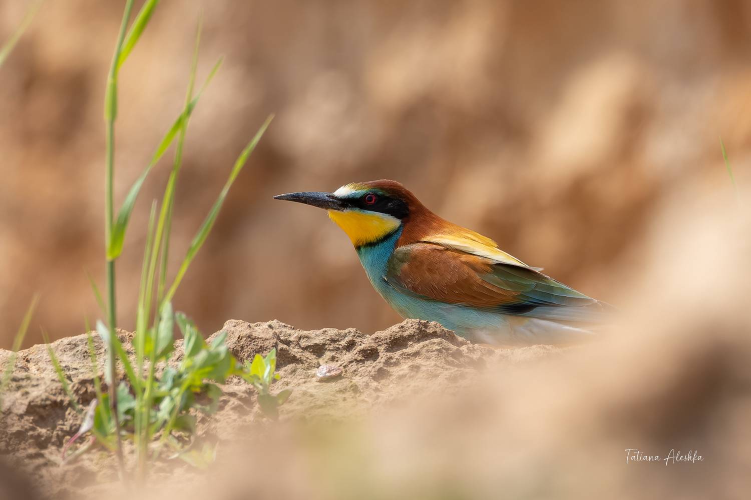птицы, Алешка Татьяна