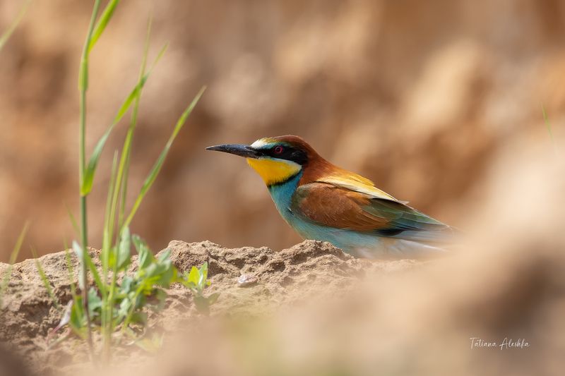птицы Золотистая щурка фото превью