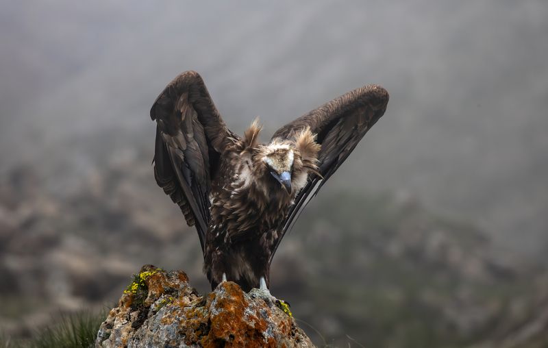 Дракула.  фото превью