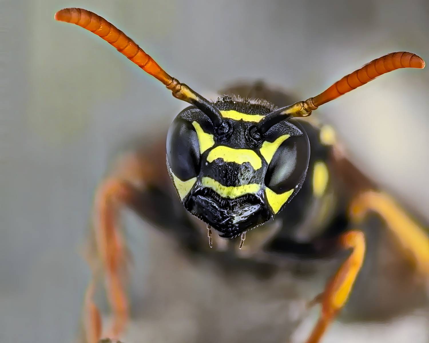 , Кузнецов Дмитрий