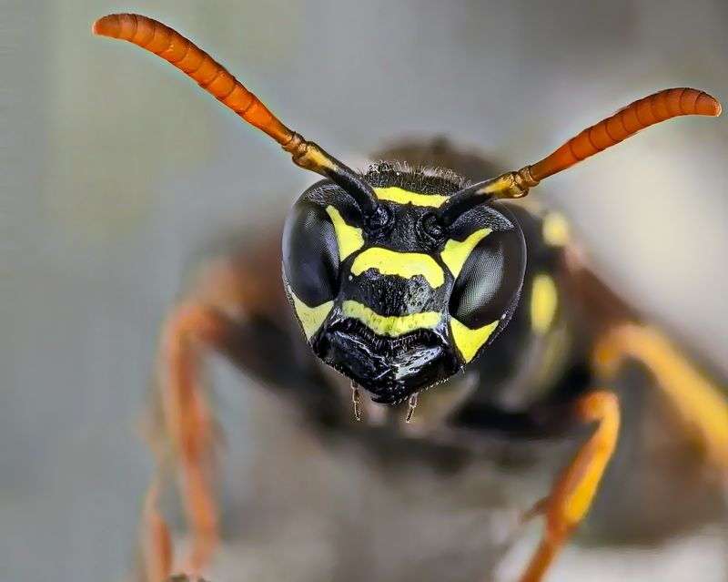 Осёнок только что из улья фото превью