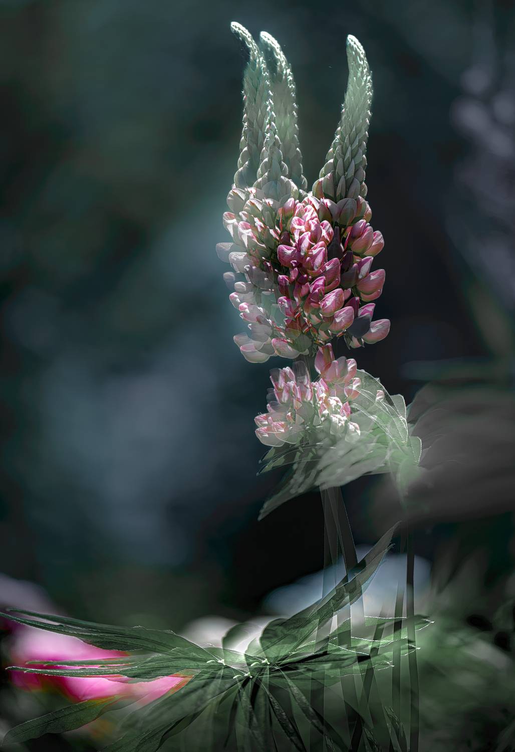 мультиэкспозиция, Неля Рачкова