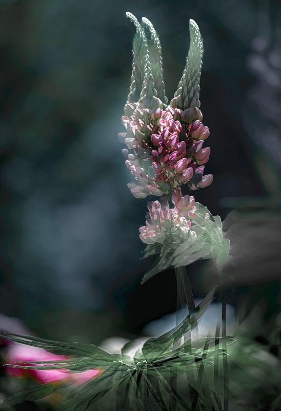 Па-де-труа фото превью