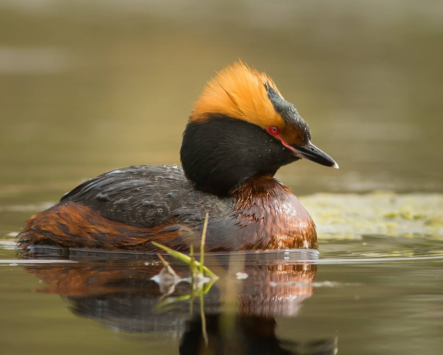 красношейная поганка, Суслов Дмитрий
