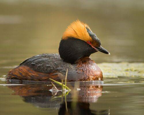 Красношейная поганка