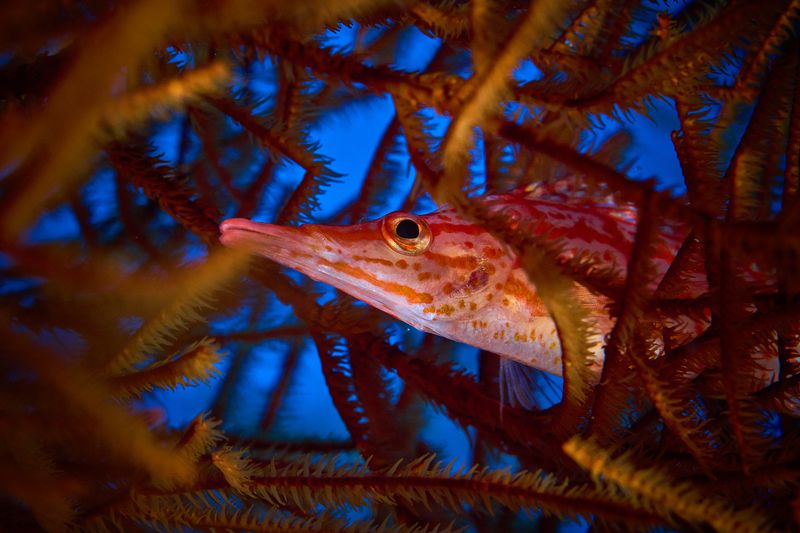 Длиннорылый кудрепер / Longnose hawkfish фото превью