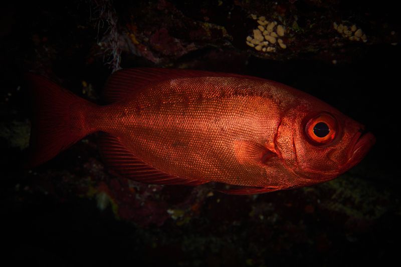 Бычеглаз фото превью