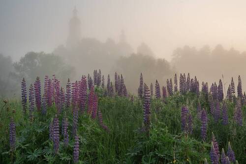 Люпиновое утро