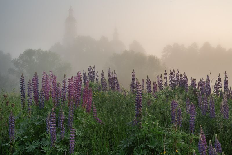 Люпиновое утро фото превью