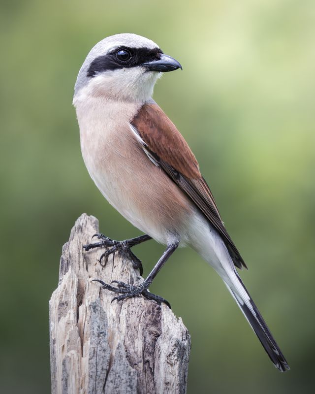Сорокопут-жулан (Lanius collurio) фото превью