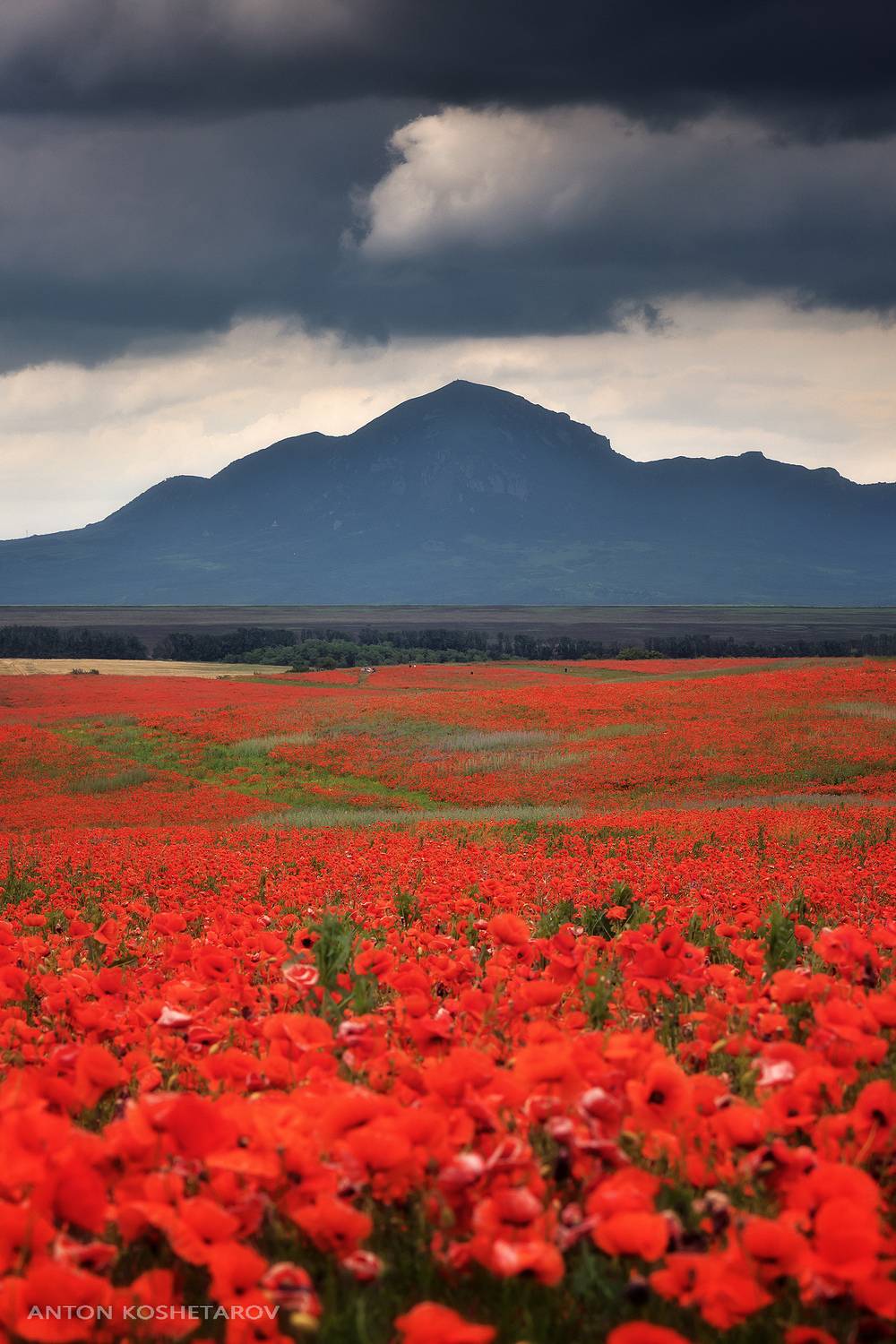 , Антон Кошетаров