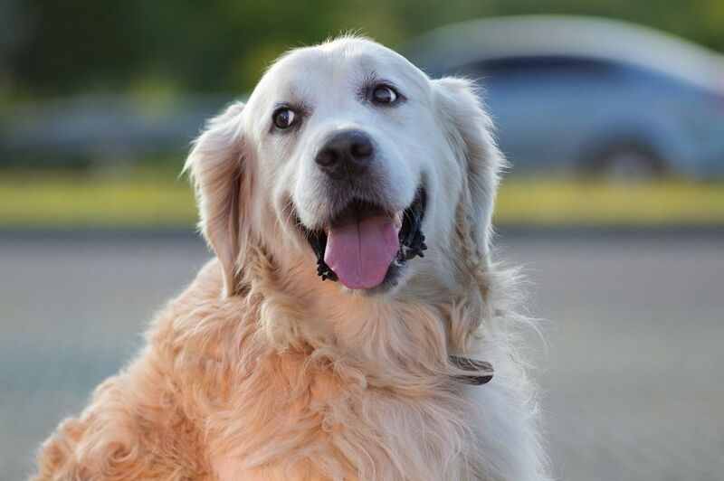 золотистый ретривер Бади фото превью