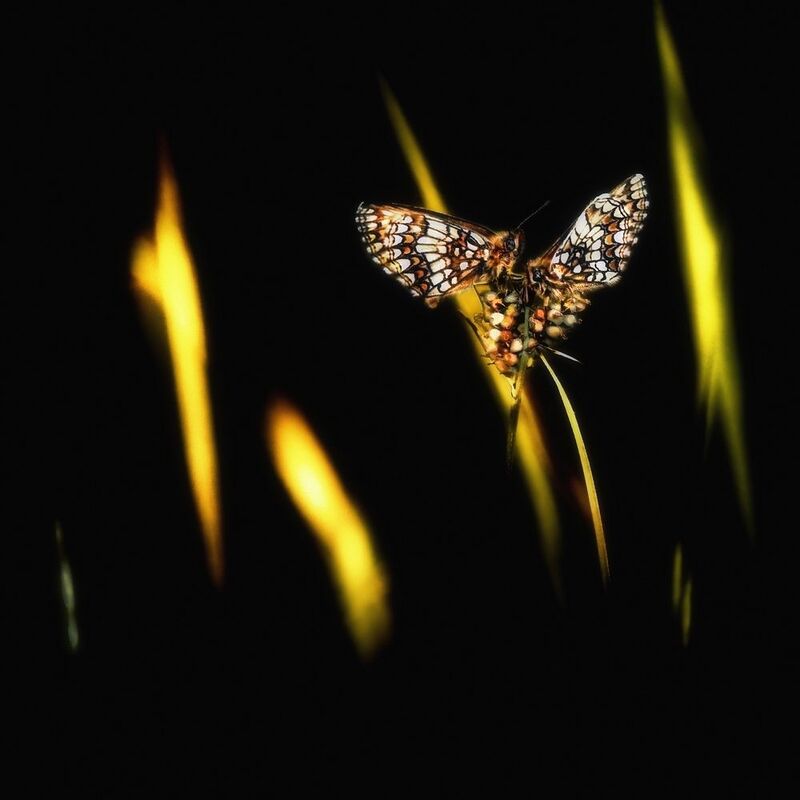 Гроздь фото превью