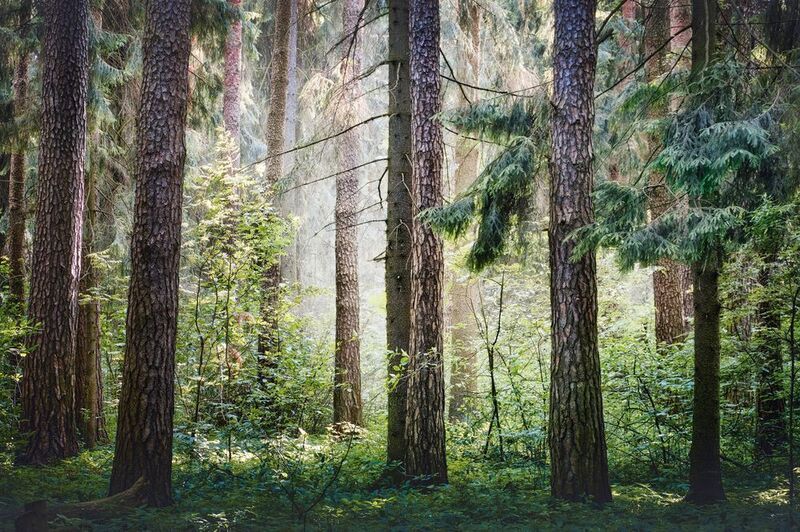 В летнем лесу фото превью