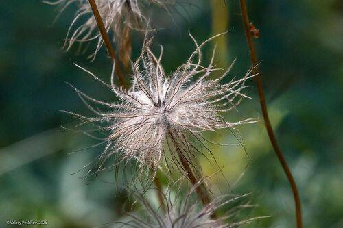 Про супер-одуванчики )