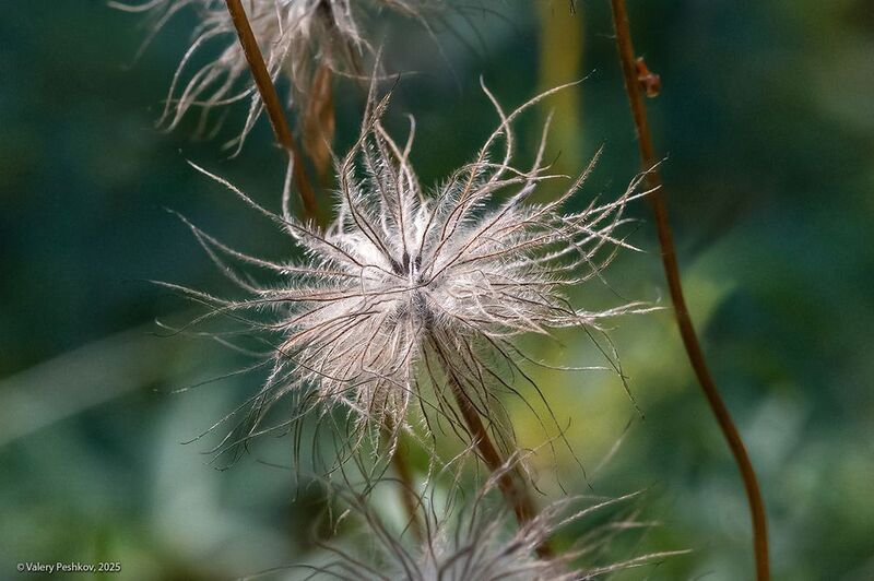 сон-трава, прострел, одуванчики, семена, лето, мещёра Про супер-одуванчики ) фото превью