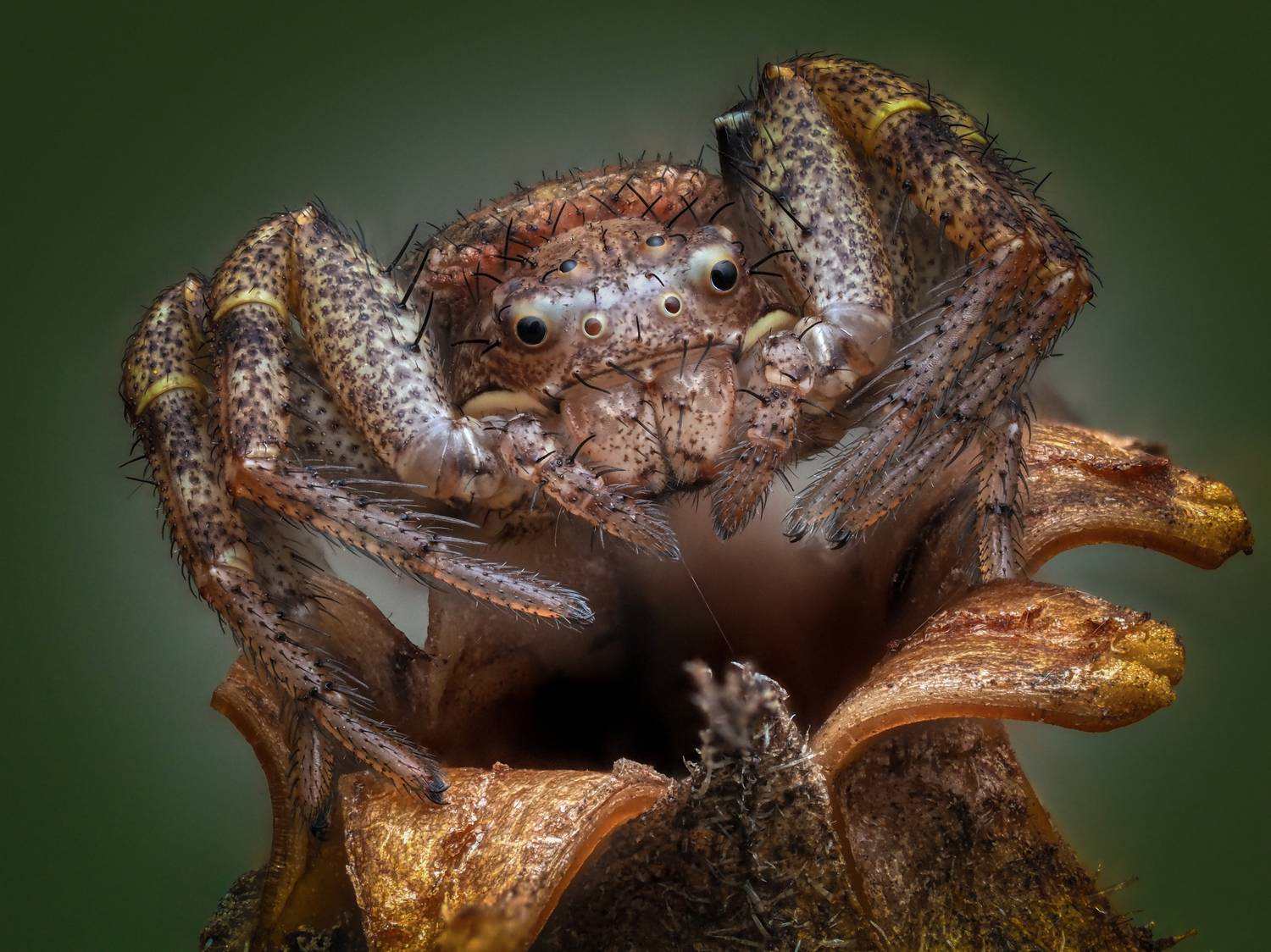 , Олег Савицкий