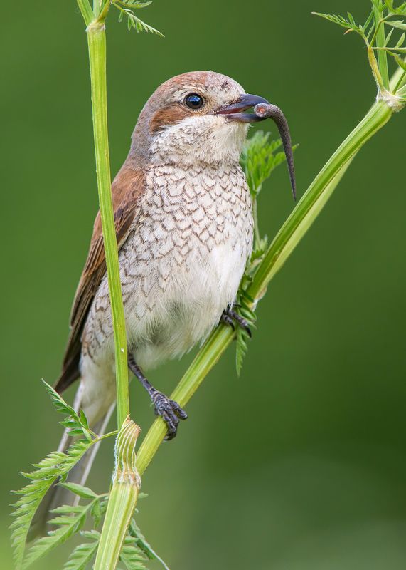 Сорокопут-жулан. Самка. фото превью