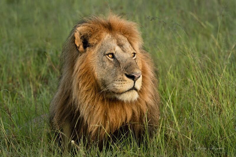 Царь зверей... фото превью