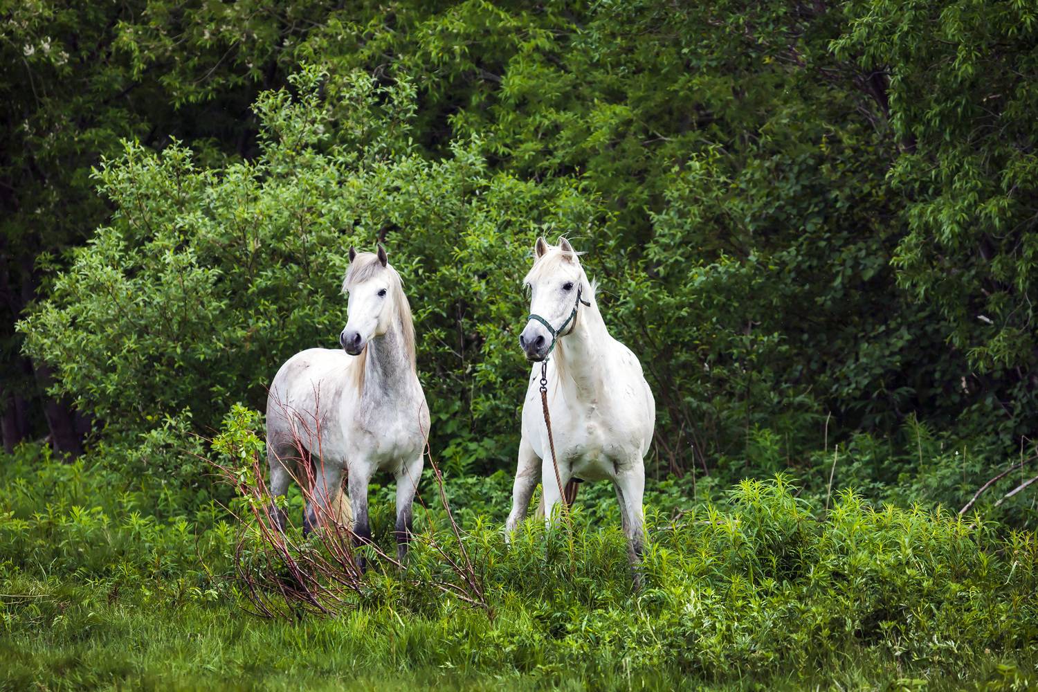 кони, цвет белый, Уткин Дмитрий